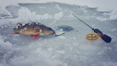 Perch caught on winter fishing. Fishing gear.の写真素材
