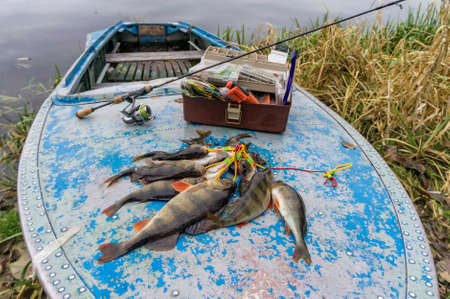 Fish caught on a jig.の写真素材