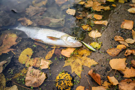 Asp caught on spinning during the autumn time. Fish is lying on a background of grass with hoarfrost and yellow autumn leaves.の写真素材