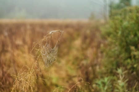 Cobweb on the autumn meadow.の写真素材