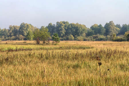 Autumn meadow. Bush.の写真素材