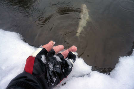 Fisherman releases fish.の写真素材