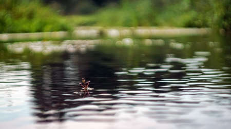 flower bud above the water surface.