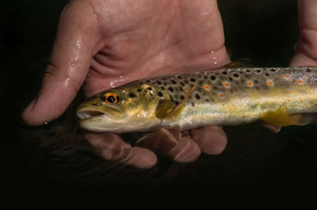 Beautiful brown trout caught by fly fishing. Wild fish on the hook resists.の写真素材