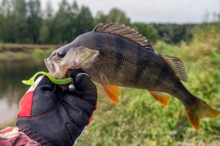 Fish caught on a jig.の写真素材