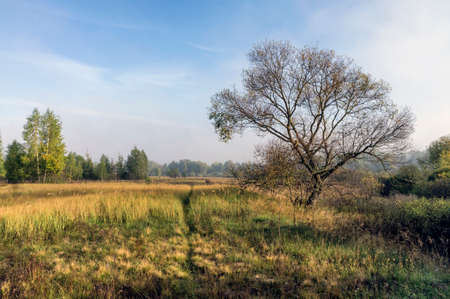 Autumn meadow. Bush.の写真素材