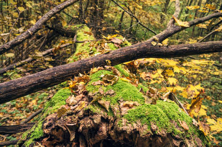 Autumn leaves lying on an old fallen tree.の写真素材