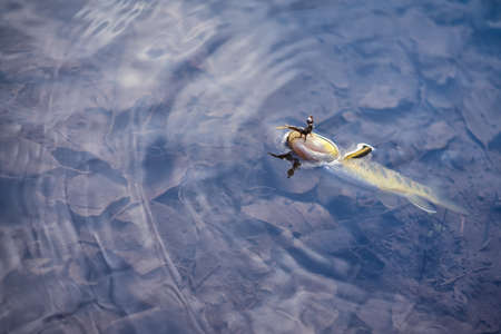 Brown trout on the hook.の写真素材