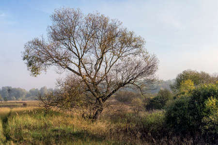 Autumn meadow. Bush.の写真素材