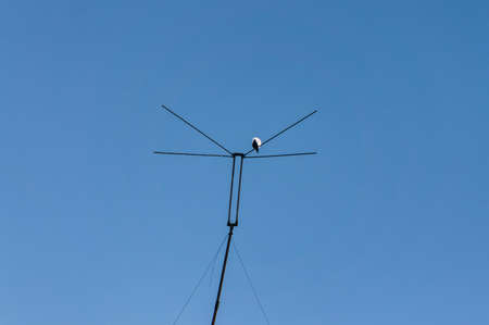 Silhouette of birds on a background of the moon. Antenna.の写真素材