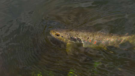 Beautiful brown trout caught by fly fishing. Wild fish on the hook resists.の写真素材