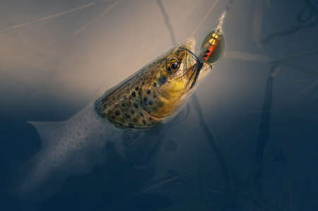 On hook. Brown trout is caught on a spoon-bait.の写真素材