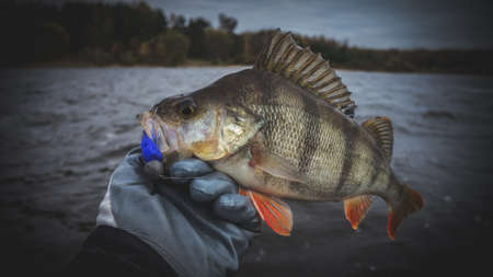 Perch in the fisherman's hand.の写真素材