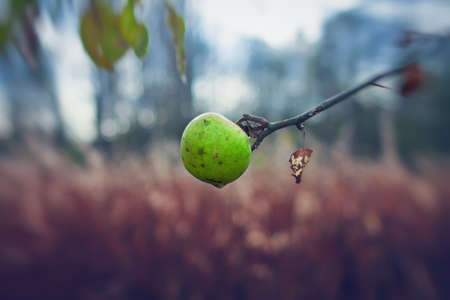 Last apple green late autumn.の写真素材