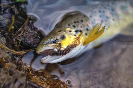 Brown trout on the hook.の写真素材