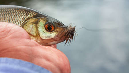 Rudd caught fly fishing.の写真素材