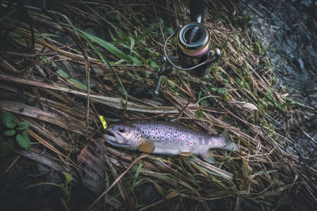 Brown trout caught on spinning.の写真素材