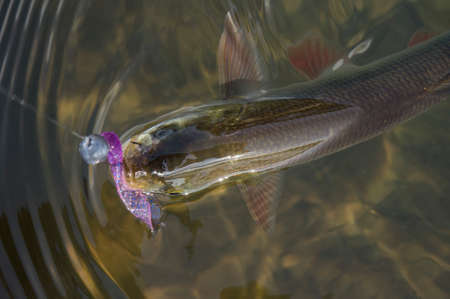 Fish caught on a jig.の写真素材