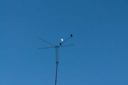 Silhouette of birds on a background of the moon. Antenna.の写真素材