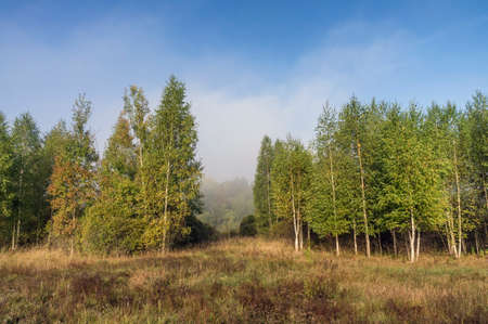 Autumn meadow. Bush.の写真素材