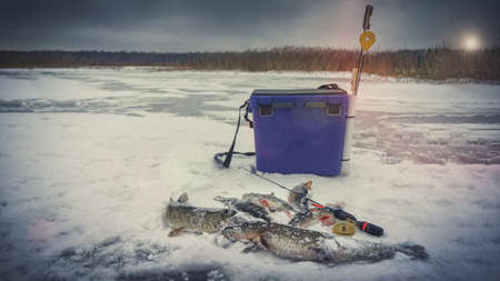 Winter fishing. Perch and pike caught from ice.の写真素材