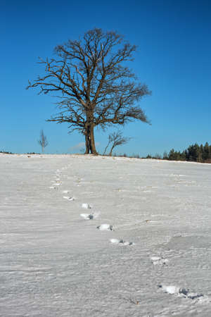 Lonely winter oak with a string of footprints.の写真素材