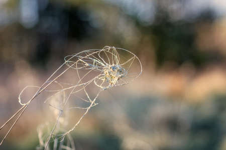 Dried grass blade.の写真素材