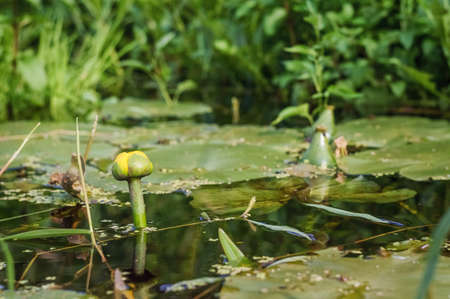 Waterlily in a small pond.の写真素材