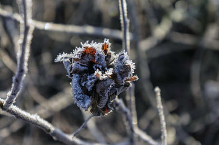 Autumn grass and leaves in the frost.の写真素材