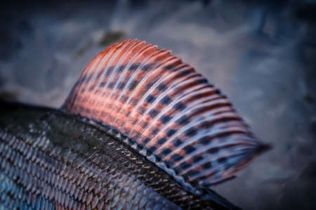 Fish fin. Grayling.の写真素材
