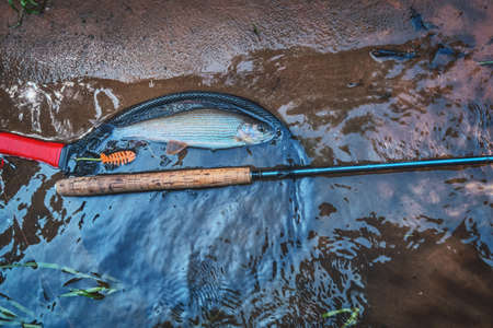 Grayling caught on the fly. Tenkara and fly fishing.の写真素材