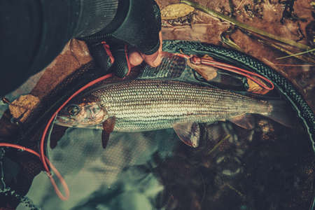 Grayling in clear river water. Fly fishing and tenkara.の写真素材