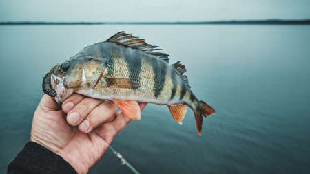 Perch on the hook. Spinning fishing.の写真素材