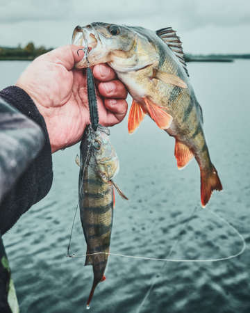 Perch on the hook. Spinning fishing. Double punch.の写真素材