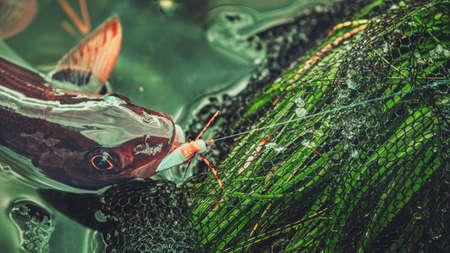 Grayling in clear river water. Fly fishing and tenkara.の写真素材