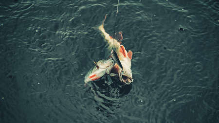 Perch on the hook. Spinning fishing. Double punch.の写真素材