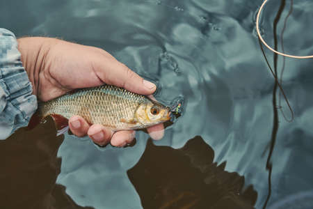 A rudd caught in a fly fishing. Tenkara.の写真素材
