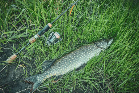 Pike caught on spinning lies next to the rod.の写真素材