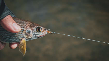 The fisherman holds a grayling in his hand.の写真素材