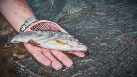 The fisherman holds a grayling in his hand.の写真素材