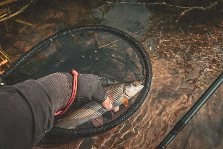 Grayling caught on the fly in a forest stream.の写真素材