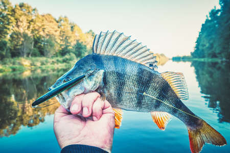 Perch close-up in the hand of the angler.の写真素材