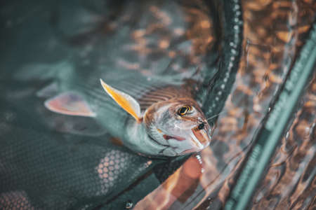 Grayling caught on the fly in a forest stream.の写真素材