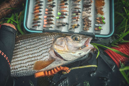 Grayling caught on the fly in a forest stream.