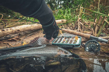 Grayling caught on the fly in a forest stream.