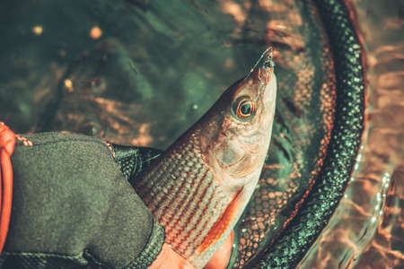 Grayling caught on the fly in a forest stream.の写真素材