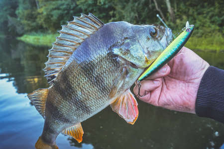 Perch close-up in the hand of the angler.の写真素材