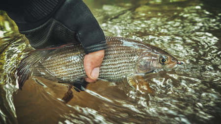 Grayling caught on the fly in a forest stream.の写真素材
