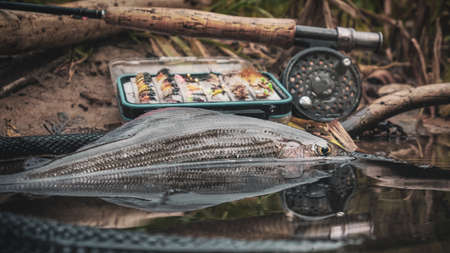 Grayling caught on the fly in a forest stream.の写真素材