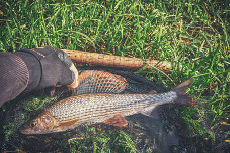 Grayling caught on the fly in a forest stream.の写真素材